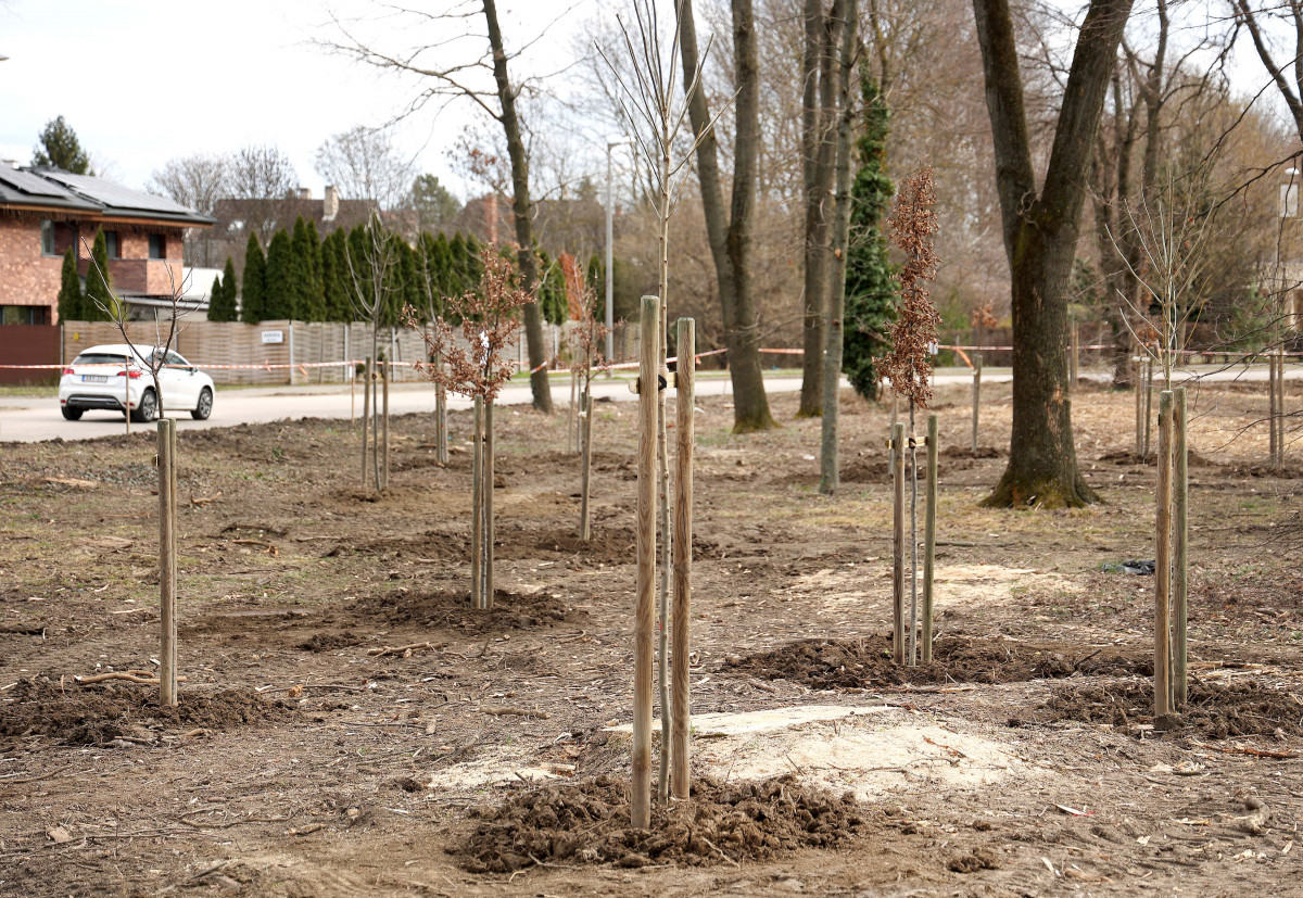 The afforestation of the Kállay grove in Szeged has begun
